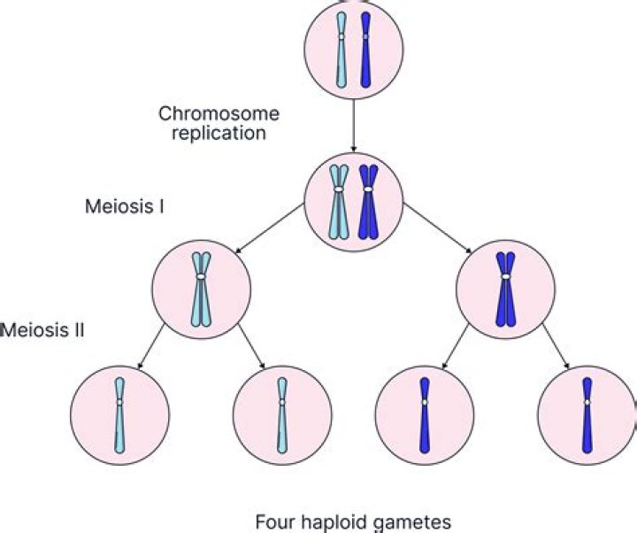 Brittney Griner Chromosomes: A Comprehensive Exploration