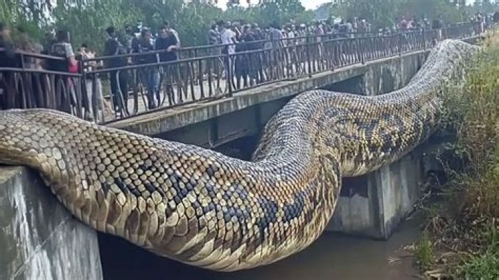 Miaz Girthmaster: The Ultimate Guide to the World's Largest Snake