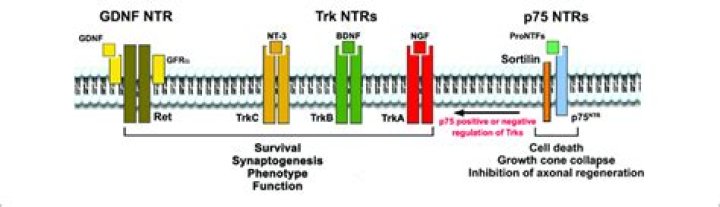 NTS vs NTR Meaning: A Comprehensive Guide to Understanding Their Differences and Significance