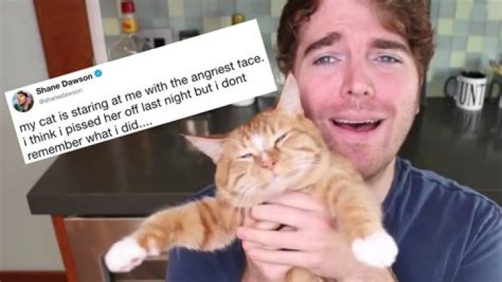 Shane Dawson Cat Controversy: The Inside Story You Need to Know