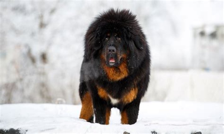 Tibetan Mastiff: The Majestic Guard Dog of the Himalayas