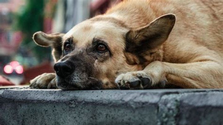 Unpacking the IMSkirby Dog Incident on Twitter: A Comprehensive Analysis