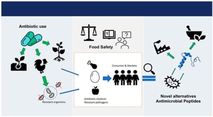 Unveiling AAGMAL: Definition, Uses, Impact, and Everything Explained